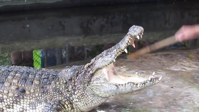 Man Puts Hand Down Crocodile's Throat & Into Its Stomach (Very Brave) смотреть онлайн
