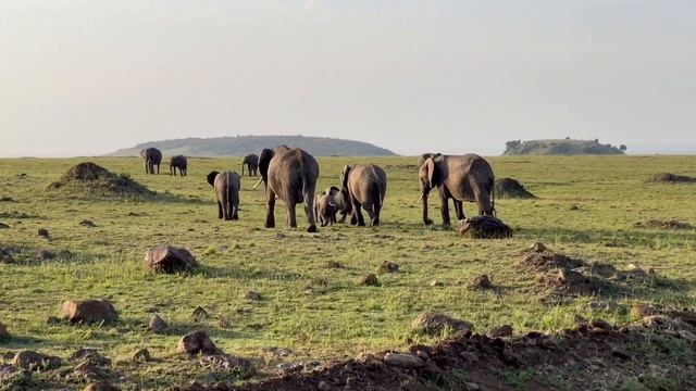 What To Expect on a Kenya Safari | 3 Day Maasai Mara Itinerary смотреть онлайн