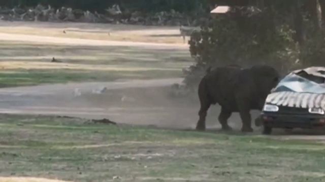 Furious rhino attacked a car at The Serengeti Safari park in Germany, flipping it over three times. смотреть онлайн