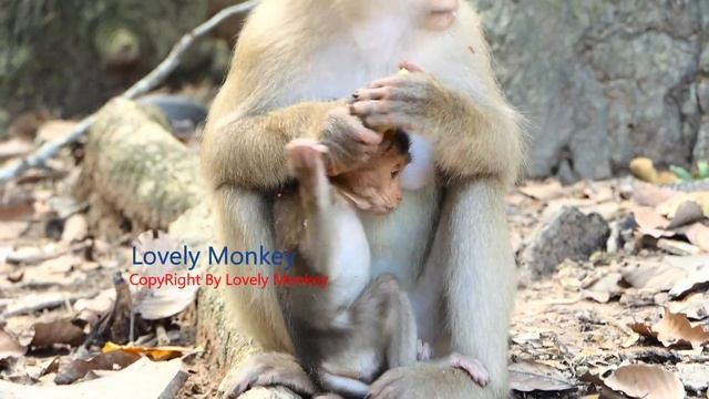 Mom Rose Is Absolutely Strict Protective with Her Smart and Brave But One Thing Is Most Aggressive. смотреть онлайн