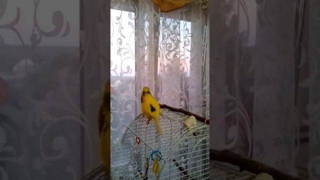 Знаки внимания для самки, от попугая самца ❤️ смотреть онлайн