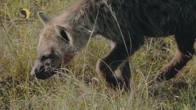 EPIC Masai Mara Migration Safari 2021 | Award Safaris смотреть онлайн
