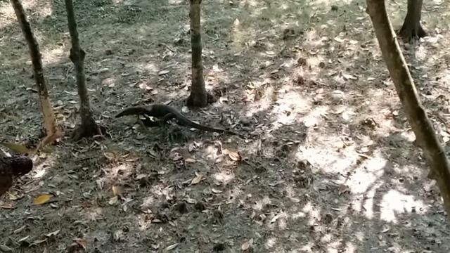 Sajnekhali, Sundarban TV смотреть онлайн