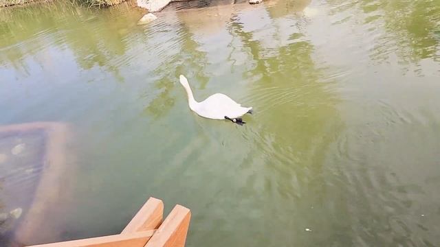 Al Ain Zoo#Abu Dhabi#alaintrip#dubai#enjoyzoo#enjoy#abu#youtube смотреть онлайн