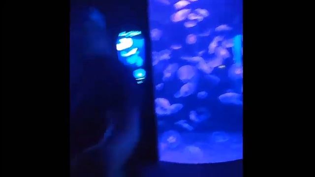 Mus ua si saib tsiaj| zoo|Wildlife Safari Park & Omaha's henry doorly zoo смотреть онлайн