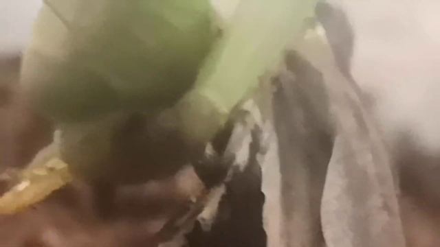 Прожорливый богомол против таракана