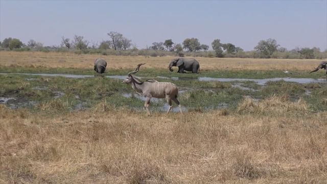 Is an African Safari Worth It? Part 2 смотреть онлайн
