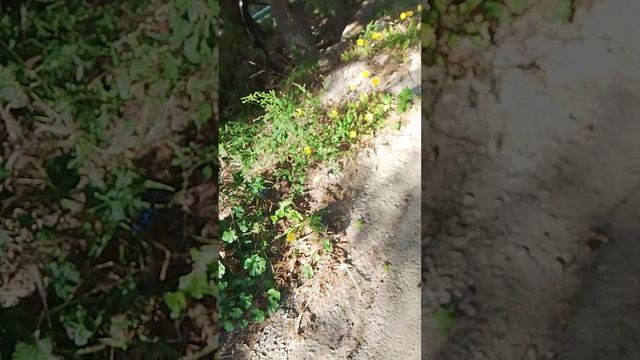 Снова всё цветёт и пахнет. Крым. ЮБК. Гаспра. 25.10.2024 г. Крым. ЮБК. Гаспра. смотреть онлайн