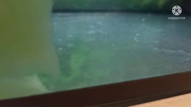 рост тернеции и подмена воды смотреть онлайн