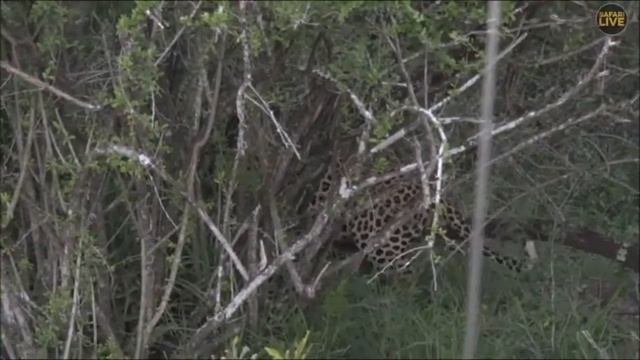 Safari Live : Hukumuri Male on drive this afternoon evening with Scott March 03, 2018 смотреть онлайн