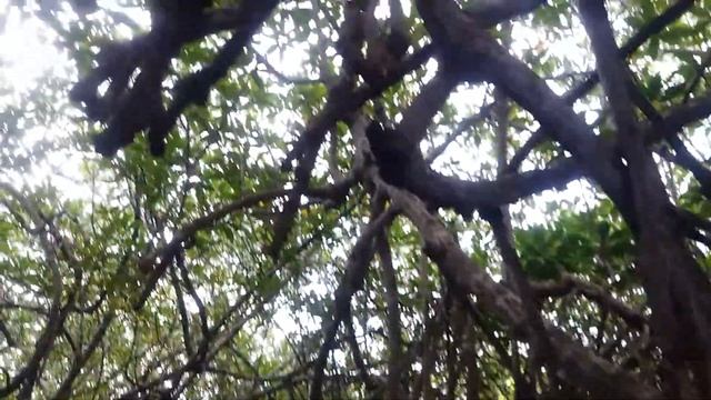 Madu River Safari - Sri Lanka смотреть онлайн
