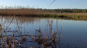 Рыбалка в Раково. КАРАСЬ. Злое солнце