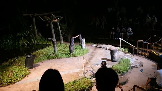 Night Safari Singapore ..The Creature of the Night Show смотреть онлайн