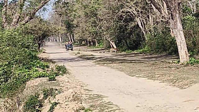 Phanto#morning#Safari tiger# fighting 🐅🐅🐅🐅 смотреть онлайн