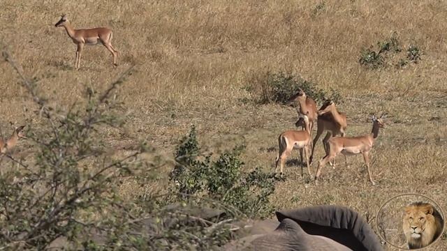 A "Winter Kruger Park Safari" - Mlambane, Biyamiti, Matjulu And Berg en Dal Rest-camp смотреть онлайн