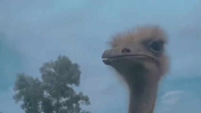 Life Update- Safari Drive-Through Lake Geneva смотреть онлайн