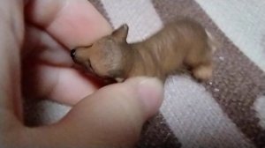 обзор на мои фигурки волков и собак!