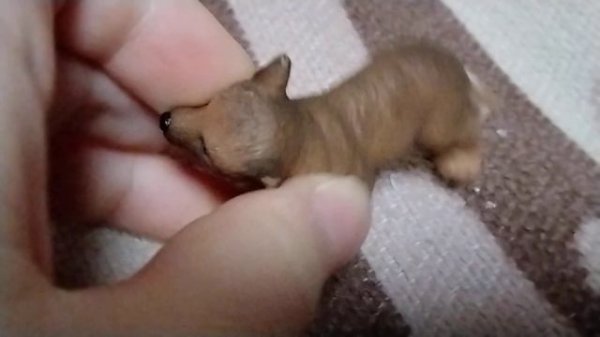 обзор на мои фигурки волков и собак!