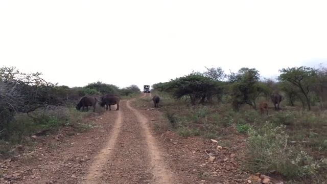 Buffalo facts at Zulu Nyala Heritage смотреть онлайн
