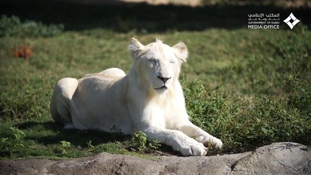 DubaiSafari, the AED1bn iconic project by Dubai Municipality смотреть онлайн