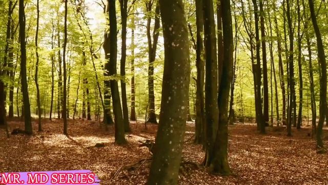Safari( Slow+Reverb)#trending #youtube #viral #song #music #slowed #popular #favorite смотреть онлайн