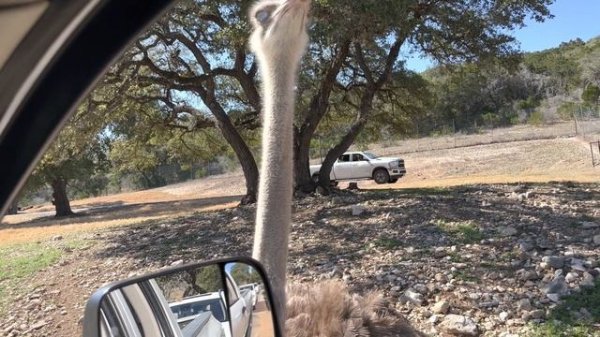 Natural Bridge Wildlife Ranch African Safari Texas Style San Antonio Drive thru