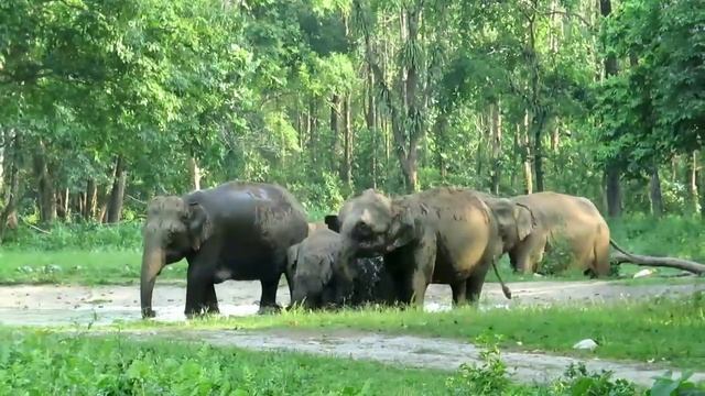 buxa tiger reserve jungle safari,, jayanti 26 mile core jungle safari смотреть онлайн