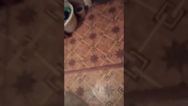 бешеный снорк !!! смотреть онлайн