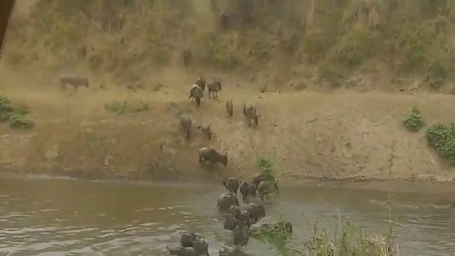 Great Migration - Mara River Crossing 12 смотреть онлайн