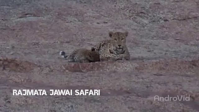 Neelam with cubs At jawai 2022.Rajmata safari смотреть онлайн