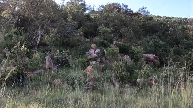 my first ever African safari in limpopo south Africa #bigfive #playhawttt #kololo смотреть онлайн