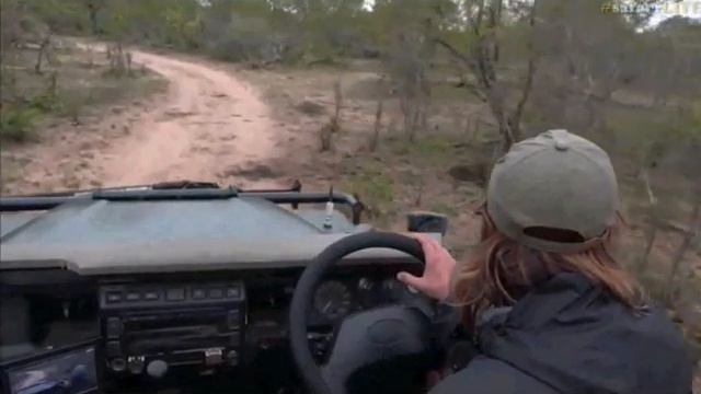 Pt 1 Wild Earth Live Sunrise Safari Drive at 5:00 AM on Nov 25, 2016 ( Lions ) смотреть онлайн