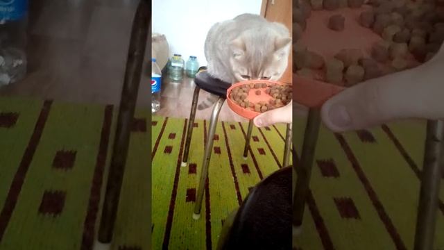 Пытался научить кота есть со стула но кот его только тоскает