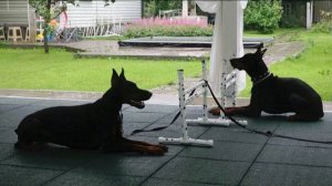 Догтренинг 647. Парный урок. Доберманы. Гроза, прыжки.