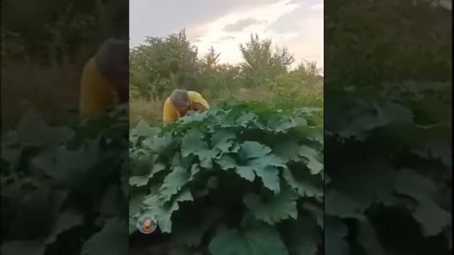 кабачки наше всё смотреть онлайн