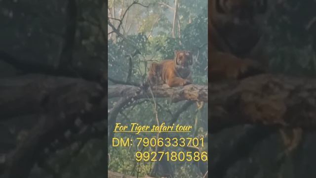 Royal bengal tiger spotted at Motichur zone | Rajaji national park | Jungle safari #tiger смотреть онлайн