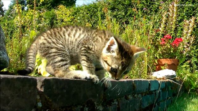 KITTEN on GARDEN SAFARI ♥ смотреть онлайн