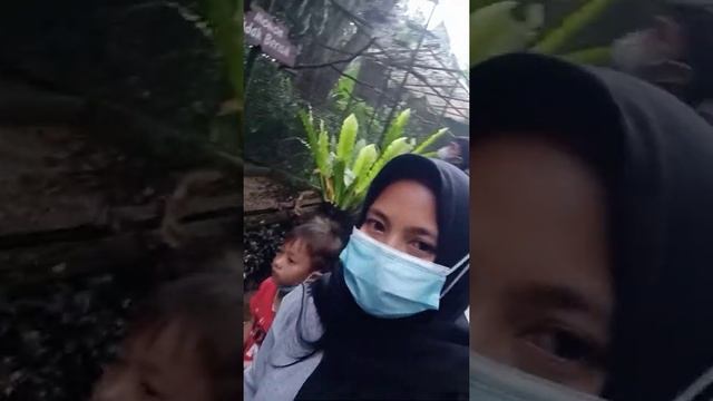 Taman burung royal safari garden смотреть онлайн