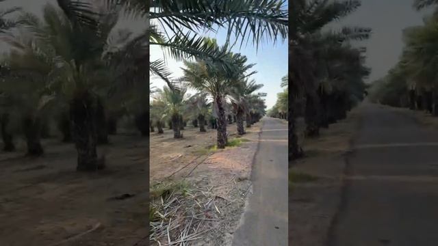 Date palm safari jaisalmer #rajasthan смотреть онлайн