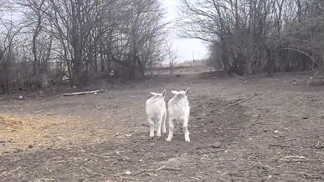 эко деревня козлята смотреть онлайн