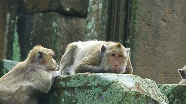 Wow! So Brave Baby Monkey Mariel Wanna Play With King Sangkra But He Did Nothing смотреть онлайн