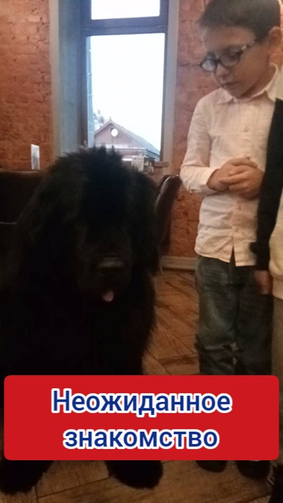 НЕОЖИДАННОЕ ЗНАКОМСТВО! ГОША ВСТРЕТИЛ НЬЮФАУНДЛЕНДА! смотреть онлайн