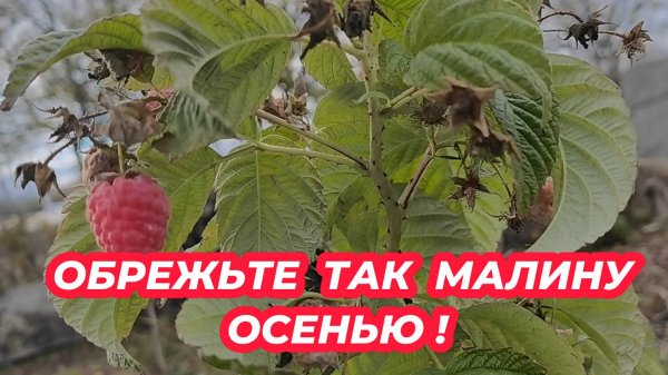Обрежьте так малину и она завалит ягодами! Как обрезать малину на урожай осенью. Обрезка малины