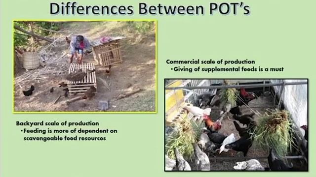How POT Became a Hindrance In Raising of Native Chicken in Commercial Scale смотреть онлайн