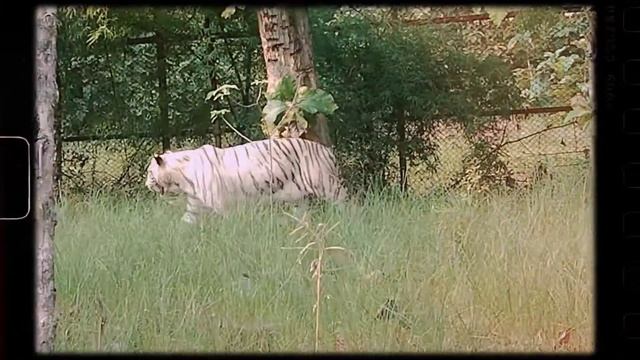 white tiger cagefree in Mukundpur tiger safari #31 смотреть онлайн