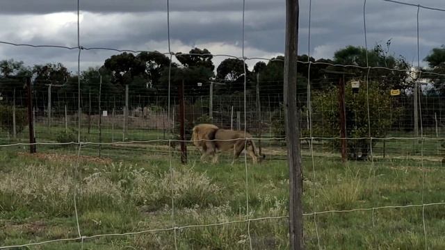 Lion park\visit to lion park|big five safari|jungle смотреть онлайн