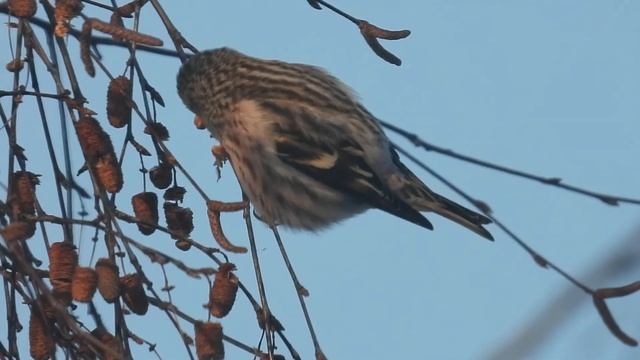 №1889  22. 12.  2021   Дрозды - рябинники, серая ворона, чечетки в морозный полдень