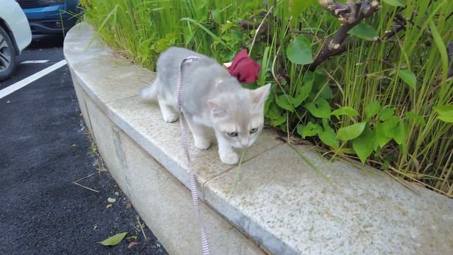 Take the kitten out on a typhoon day, the brave kitten is a man смотреть онлайн