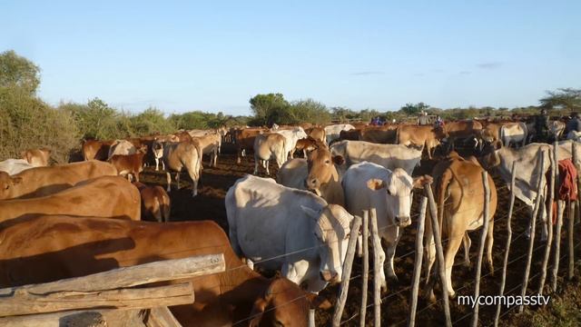 Masai Mara - Kenya Photo Safari смотреть онлайн