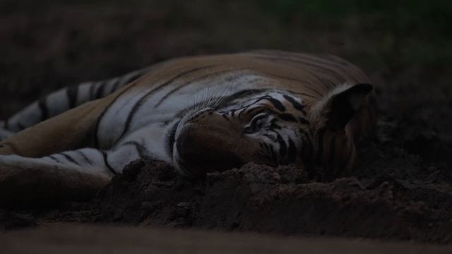 Brave Mother | Backwater Female | Kabini | 4K | Sony Alpha 1 смотреть онлайн
